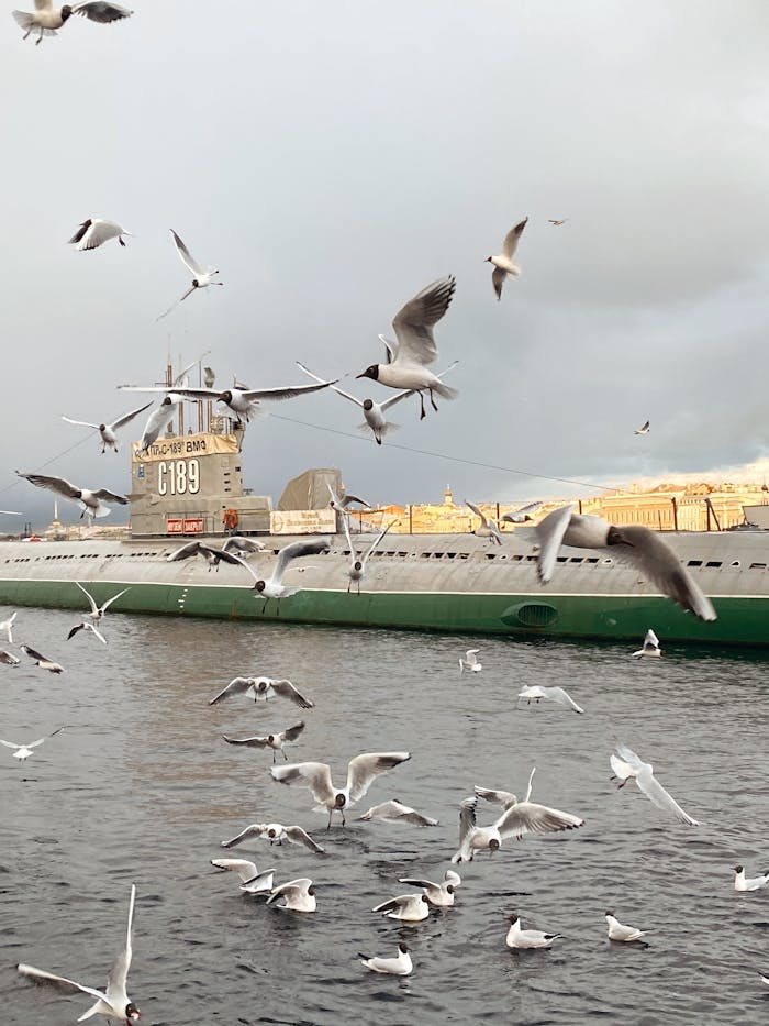Offerings Seagulls flying around a submarine in Sankt-Peterburg harbor, showcasing maritime life.